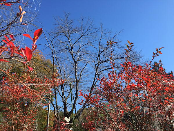 紅葉している木々の写真